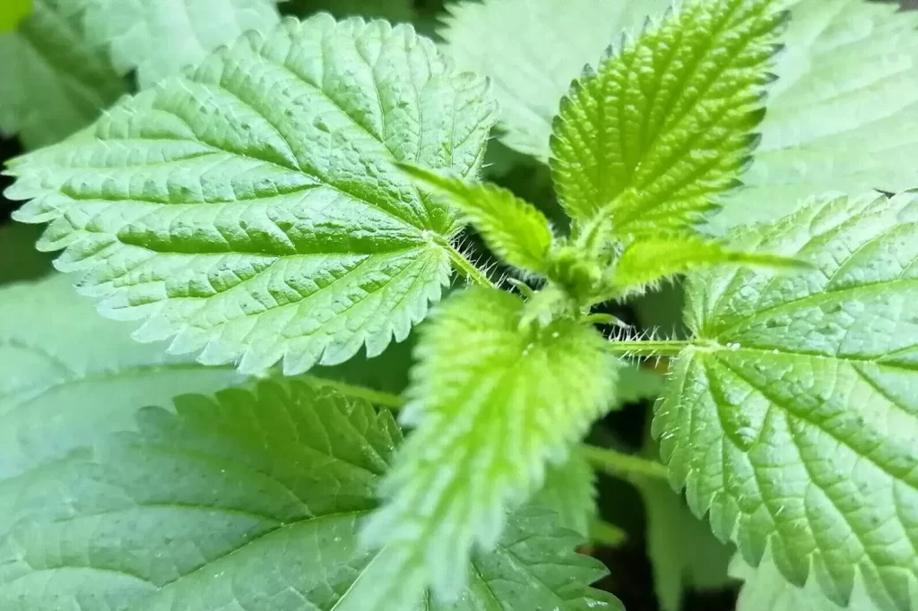 Stinging Nettle