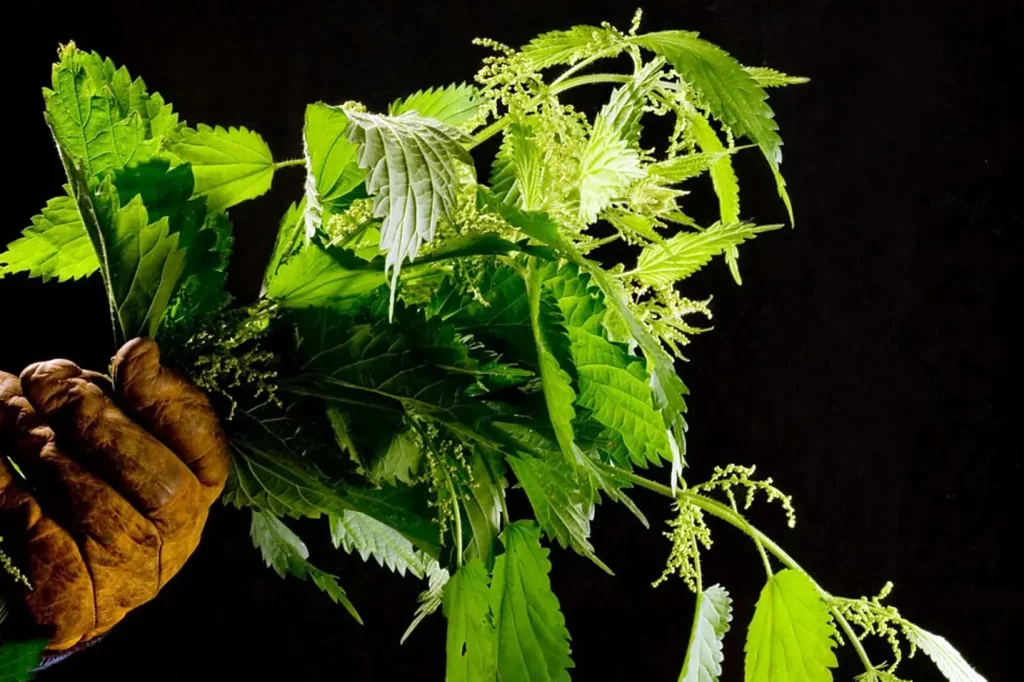 Nettle Gloves