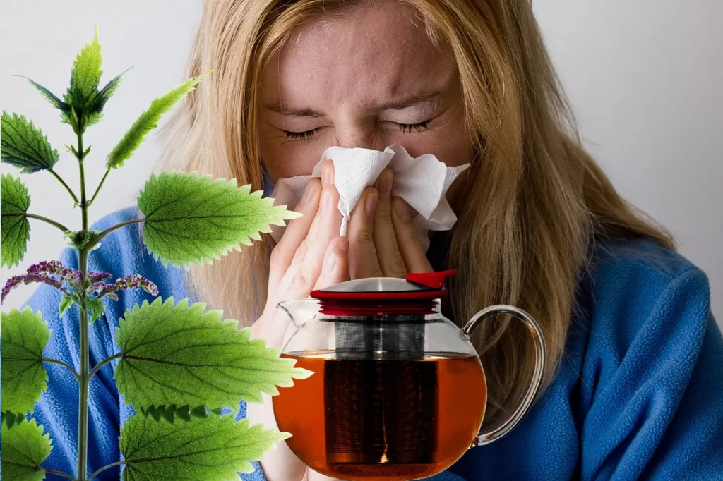 Nettle tea1