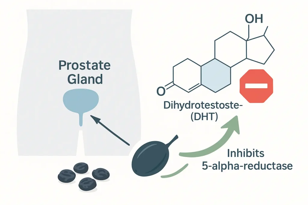 Saw Palmeto2 Saw Palmetto Unveiled: A big Solution for Optimal Prostate Health