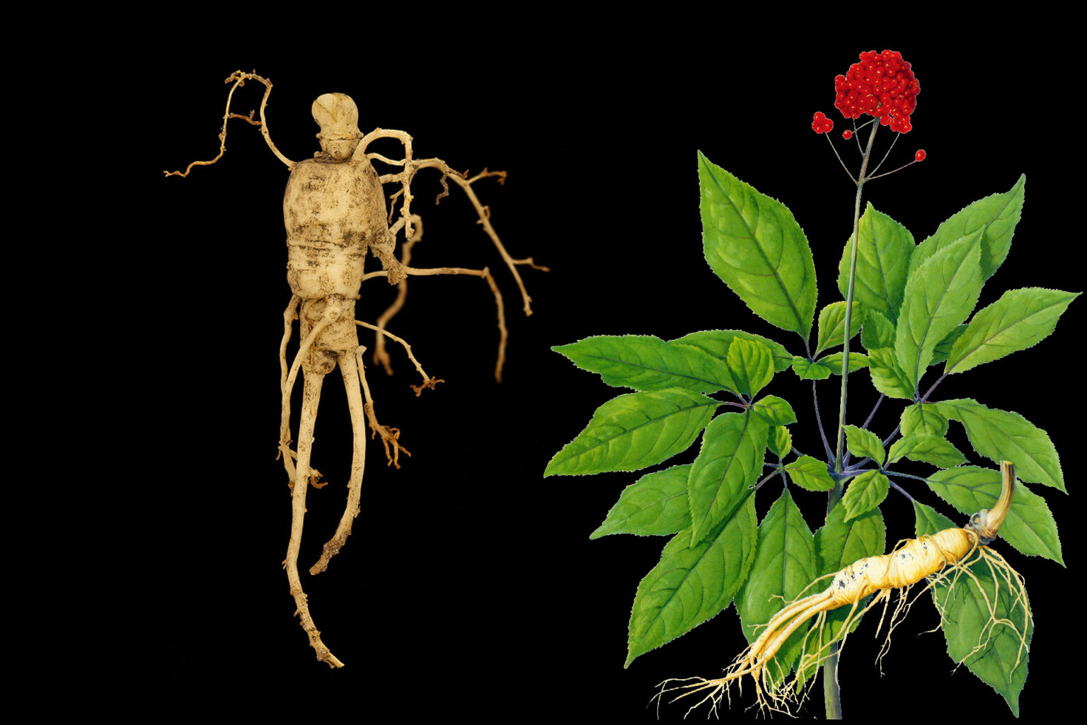 Powerful Ginseng