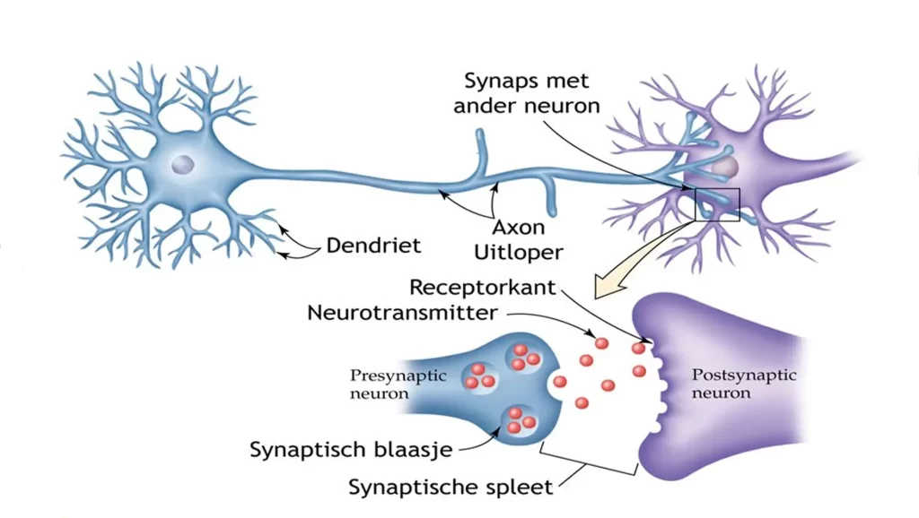 Neurotransmiter