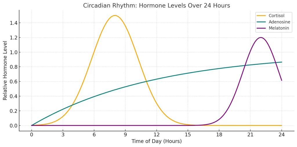 Circadian rhythm graph showing cortisol, adenosine, and melatonin levels across 24 hours.